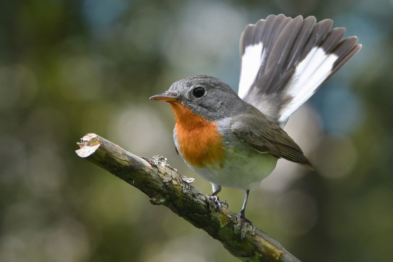 Малая мухоловкаphoto preview