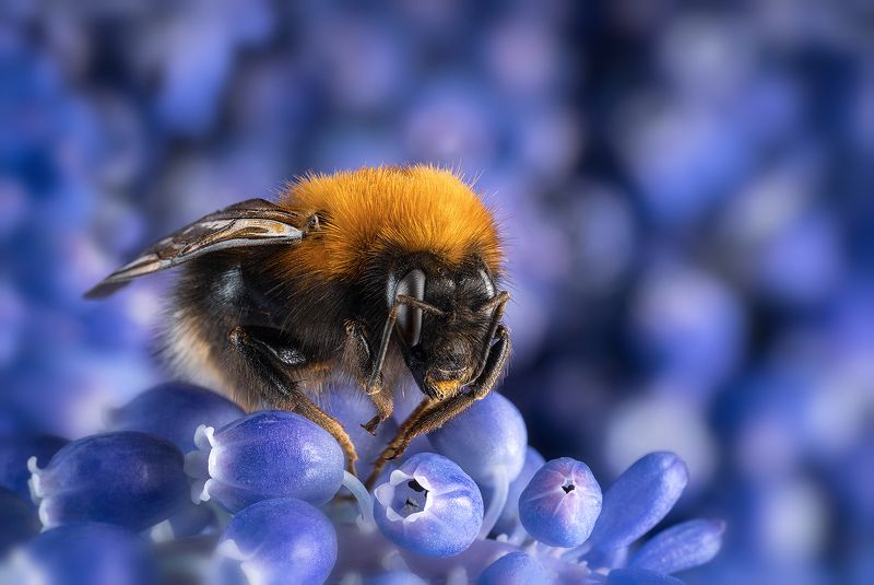 шмель, макро, насекомое, природа, лето В цветахphoto preview