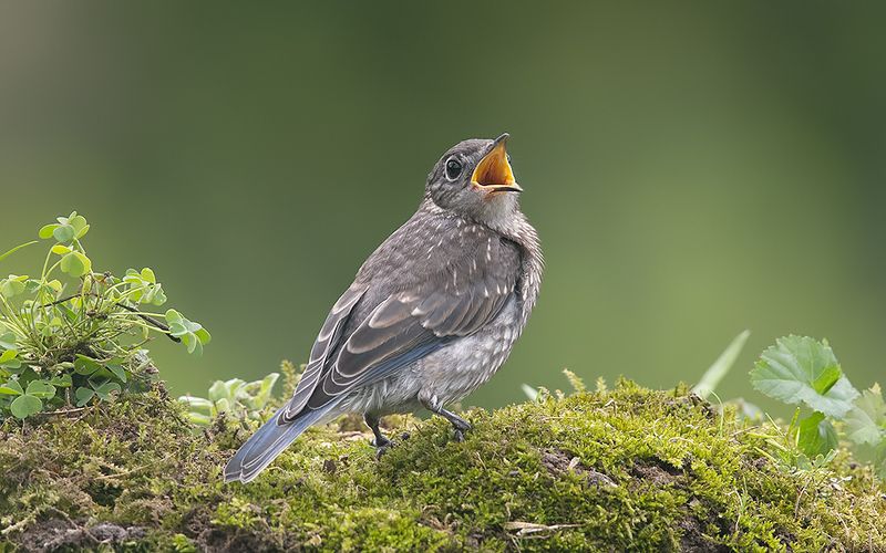 восточная сиалия, eastern bluebird,bluebird juvenile. Bluebird. Восточная сиалия. слетокphoto preview