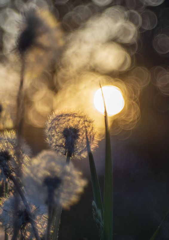 Солнце в одуванчикахphoto preview