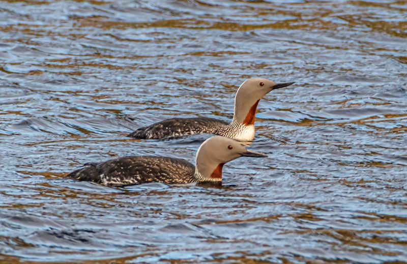 мурмаская область, териберка, птицы, краснозобые гагары Краснозобые гагарыphoto preview
