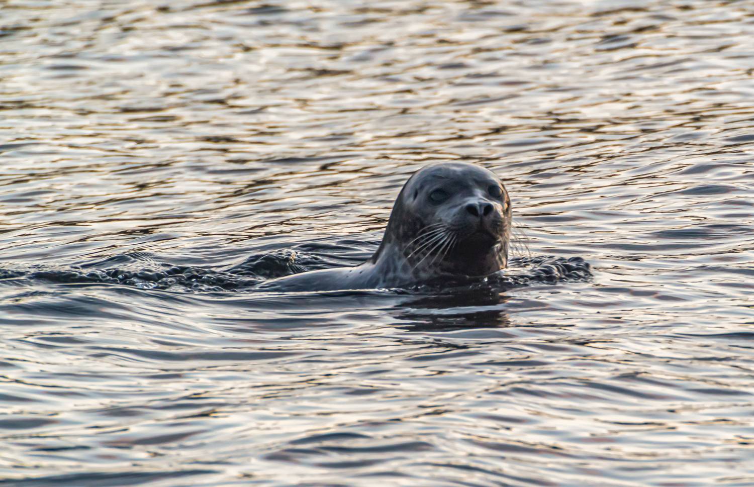 мурмаская область, териберка, тюлень, Савчук Сергей