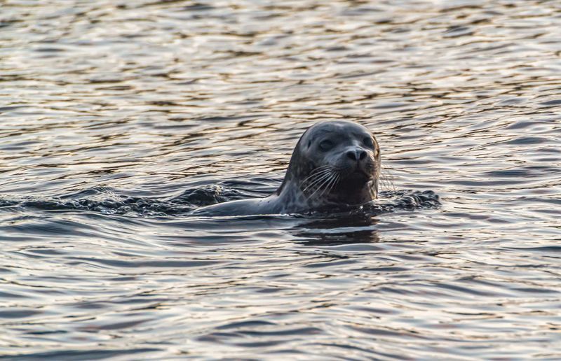 мурмаская область, териберка, тюлень Любопытныйphoto preview