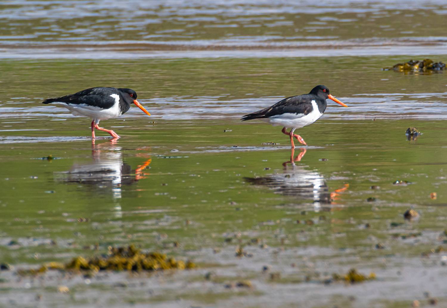 Кулики-сороки. Автор: Савчук Сергей мурмаская область, териберка, птицы, кулик-сорока, Савчук Сергей