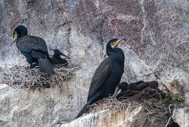 мурмаская область, териберка, птицы, баклан Бакланыphoto preview