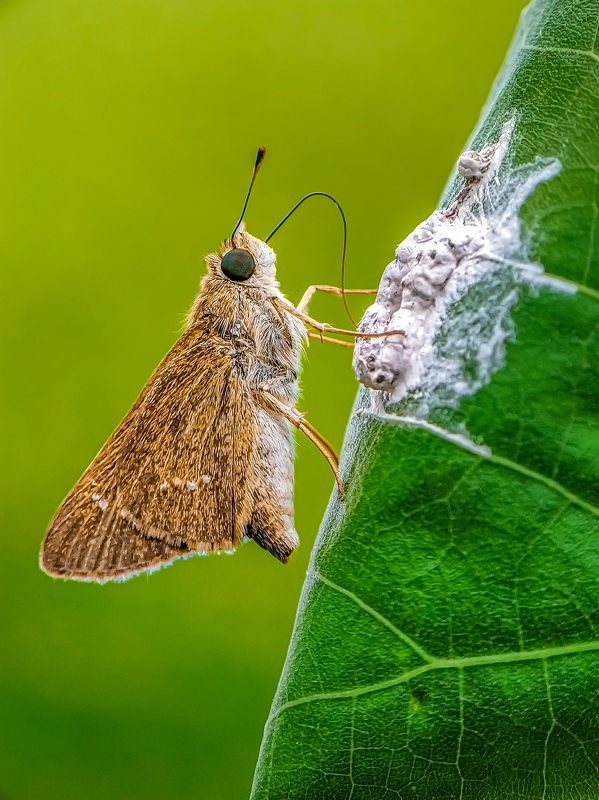 Mobile Macro Photography photo preview