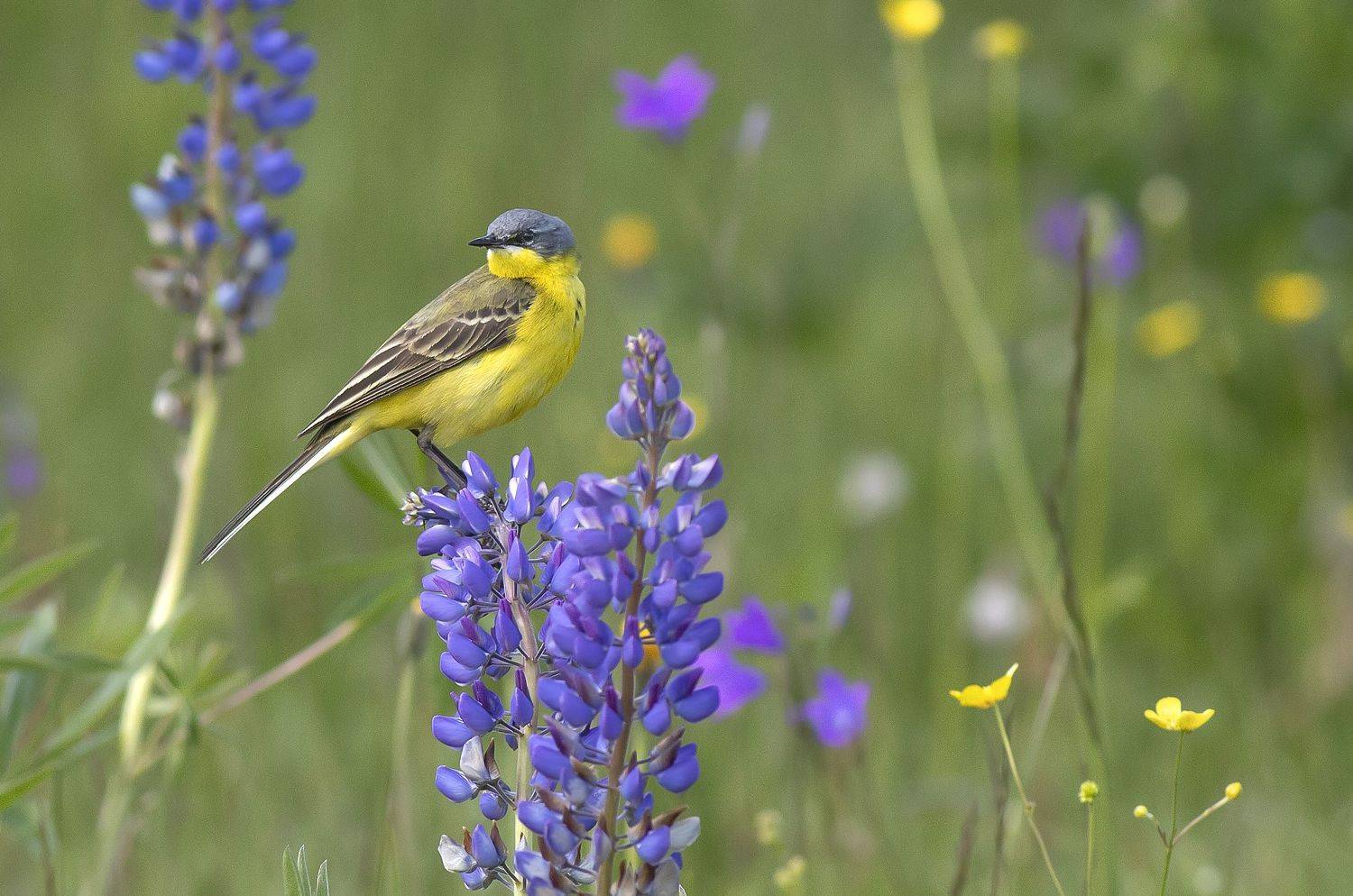 Я оглянулась посмотреть.... Автор: Широких Александр птицы, трясогузки, поле, жёлтая трясогузка, люпин, лето, Широких Александр