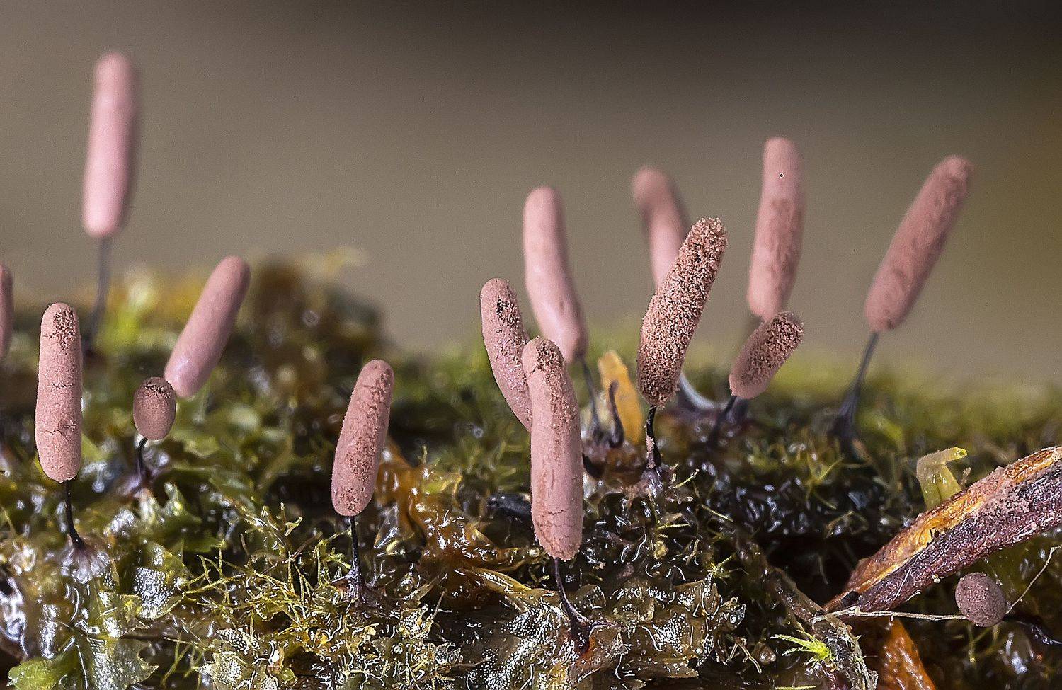 миксомицеты, стемонитопсис, stemonitopsis sp., лес, макро, Широких Александр