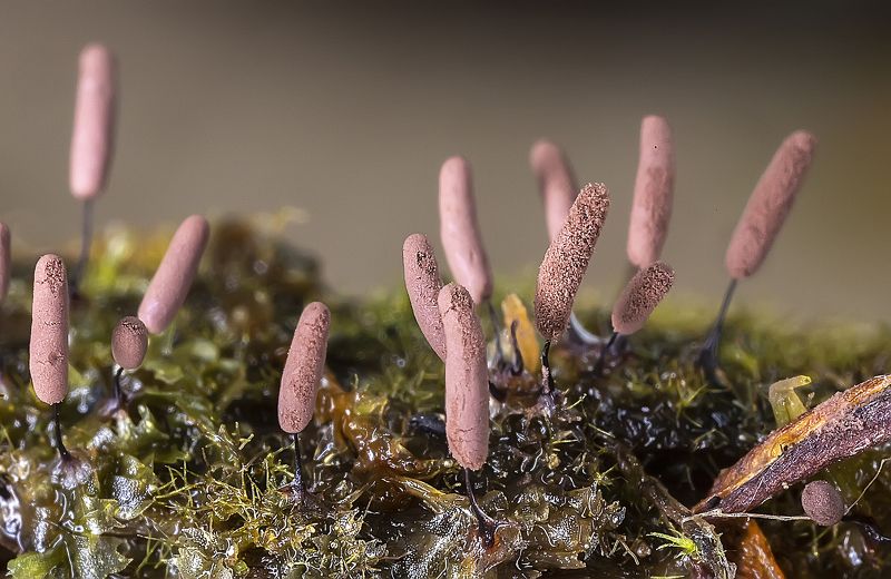 миксомицеты, стемонитопсис, stemonitopsis sp., лес, макро Сосиски в макромиреphoto preview