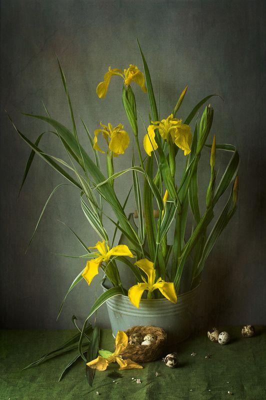 Ирис Болтныйphoto preview