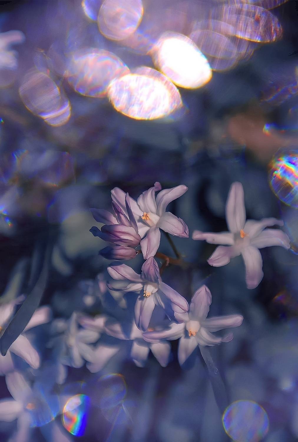 Хионодокса. Автор: Julia Kaissa макро, macro, цветы, flower, весна, spring, хионодокса, Julia Kaissa