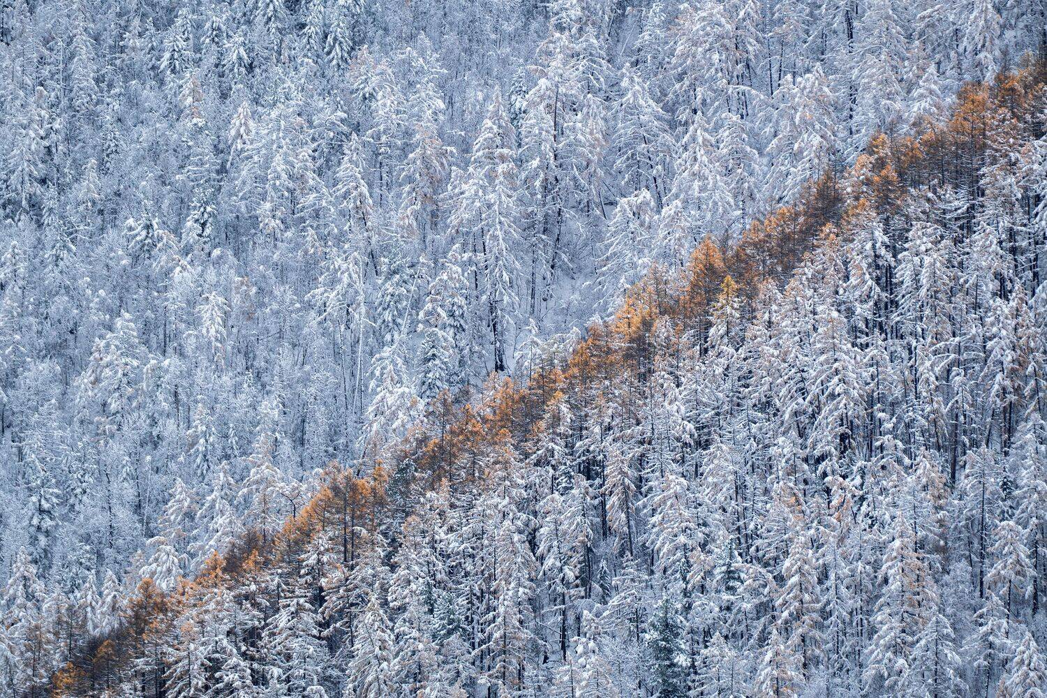 осень, лес, первый снег, Тильпунов Михаил