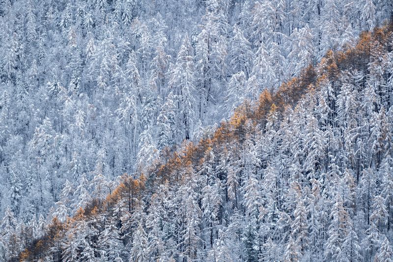 осень, лес, первый снег Линия осениphoto preview