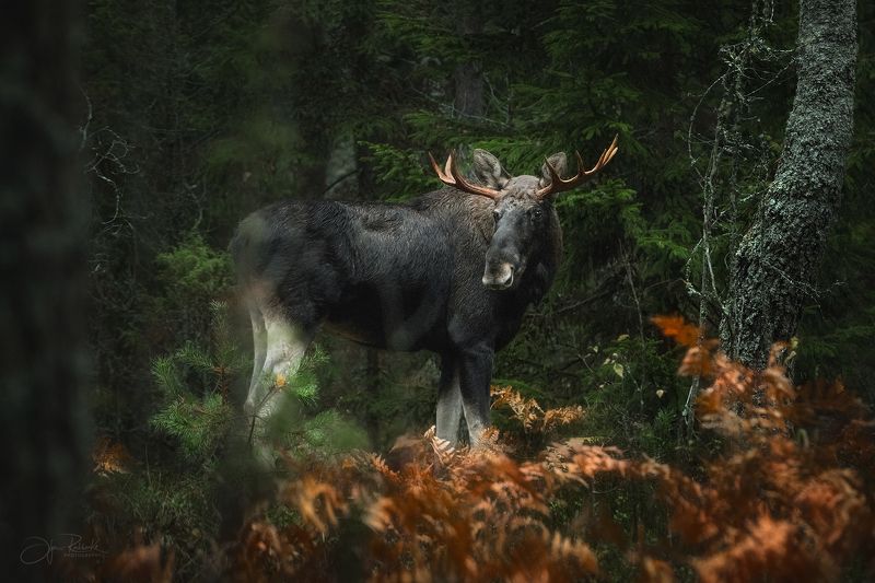 лось, гон, осенний гон, животные, сохатый, красный бор, беларусь, красный бор беларусь, elk, европейский лось В осеннем лесуphoto preview
