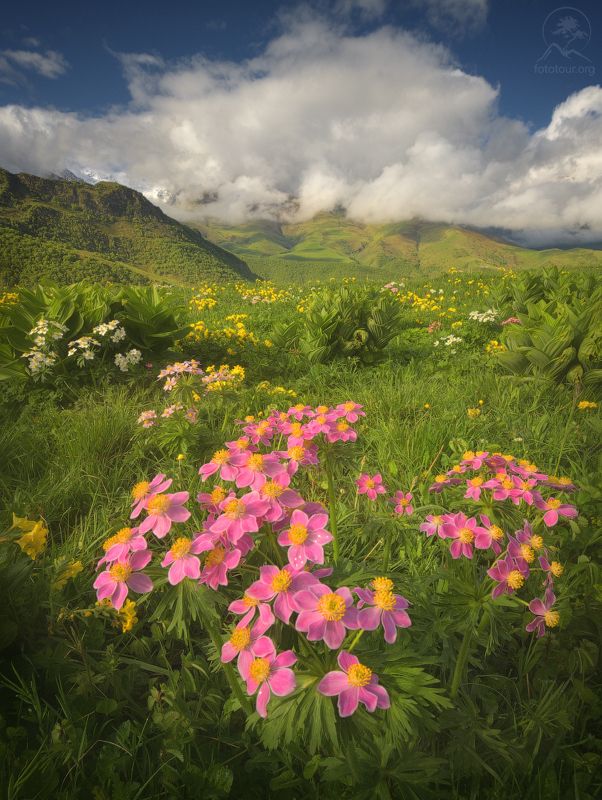 северная осетия, горы, тур по осетии, фототур по осетии Горный цветphoto preview