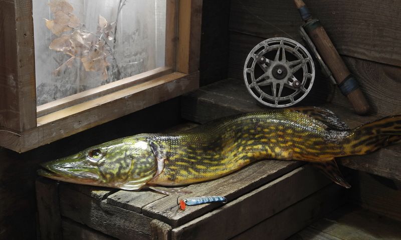 щука, судак, окунь, рыба, еда, уха, хобби, Из серии - \