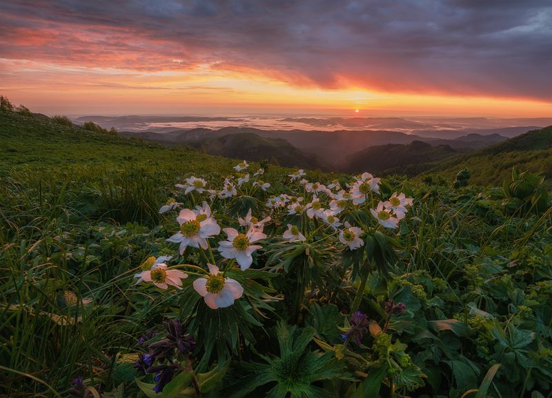 западный кавказ, природный парк большой тхач Когда в горах цветут цветыphoto preview