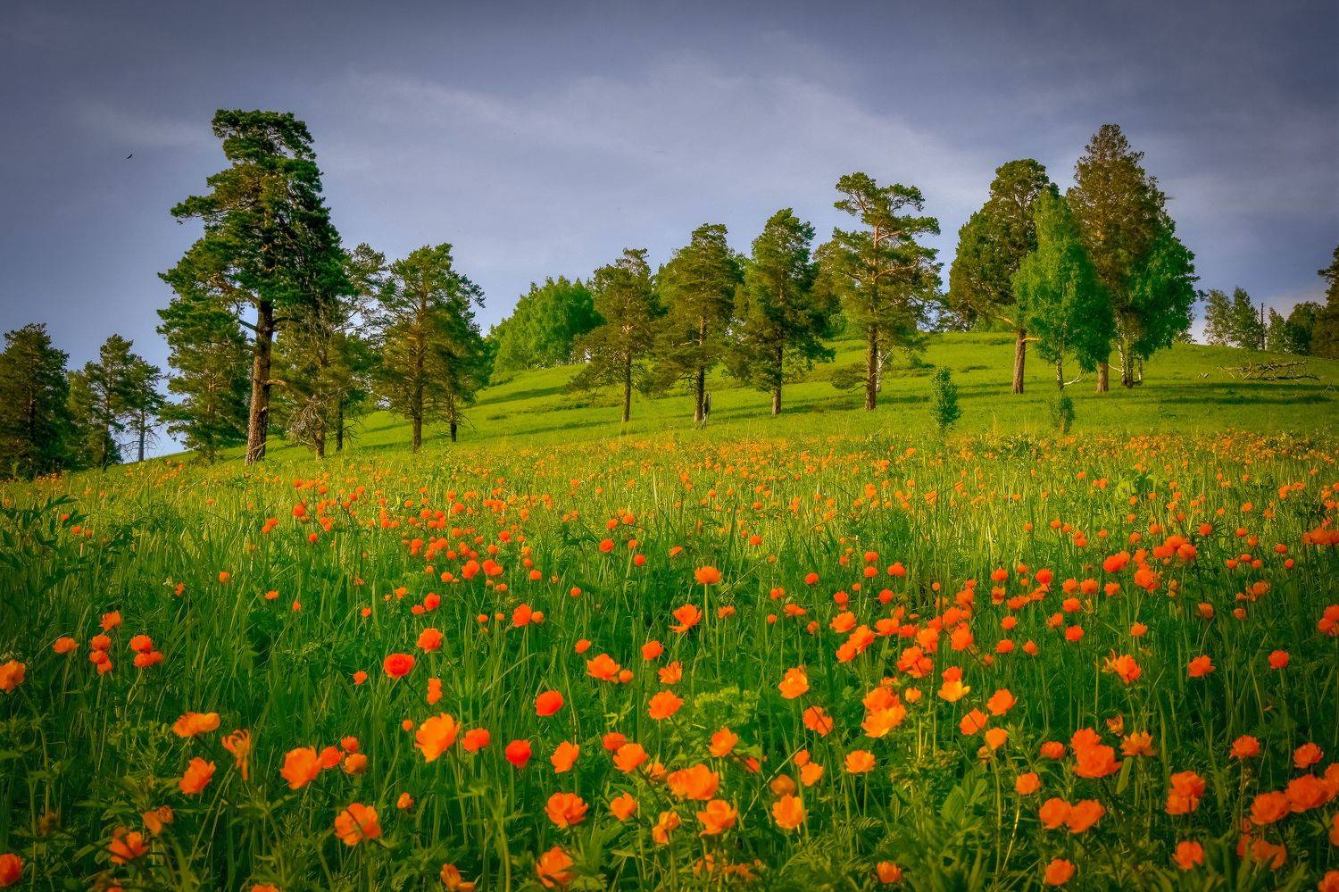 россия, кузбасс, лето, июнь, поле, дерево, сосна, цветы, сибирские огоньки, Вячеслав Холзаков