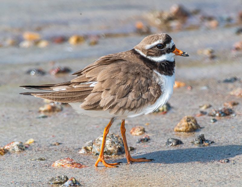 мурмаская область, териберка, птицы, зуек-галстучник Галстучникphoto preview