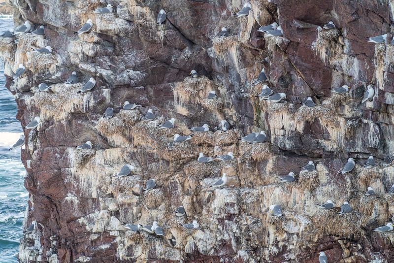 мурмаская область, териберка, птицы, чайки, птичий базар Птичий базарphoto preview