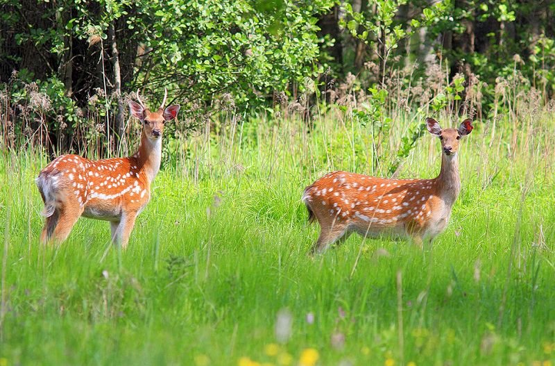 Пятнистыеphoto preview