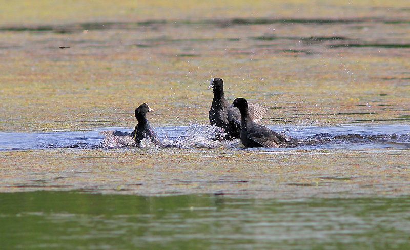 Лысухиphoto preview