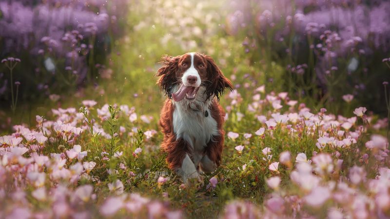 狗 宠物 萌宠 主人我来啦photo preview