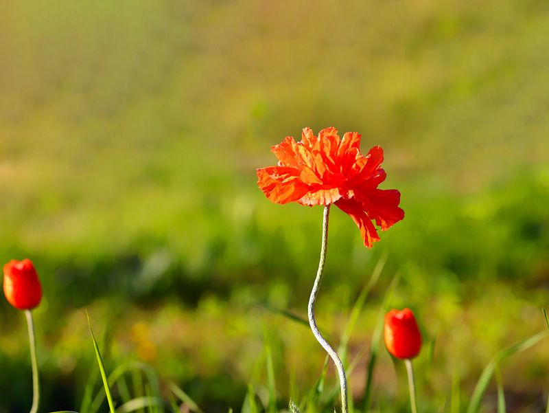 red; poppies; summer; sunset; nature; natural background; bokeh; multicolored background; photography; garden - red poppy  in the summer sunset  фото превью