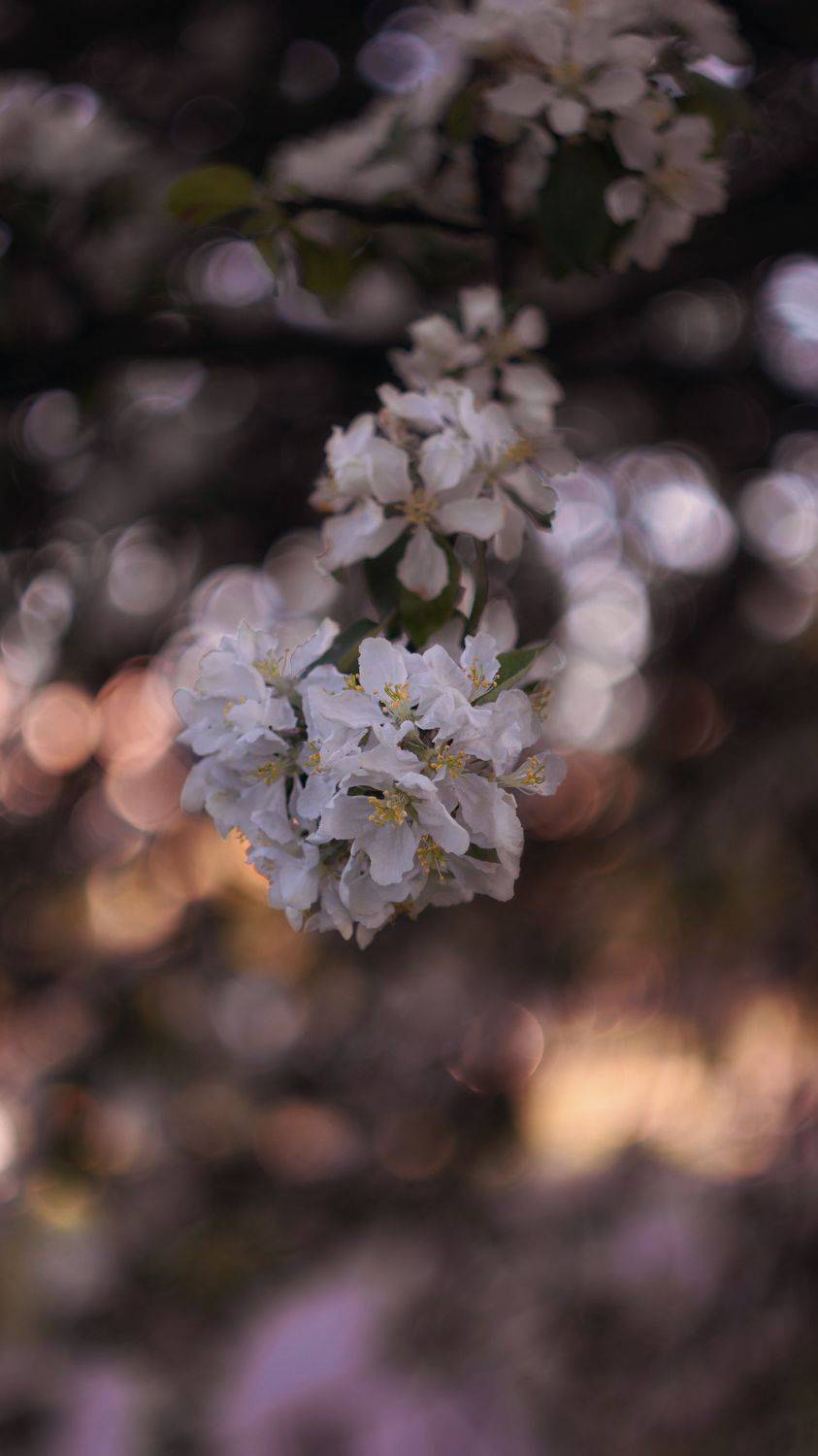macro, helios, blossom, макро, природа, Мария Обидина