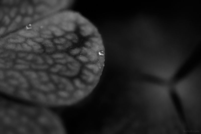 кислица, чб, лес, текстура, макро Чёрно-белые текстуры кислицыphoto preview