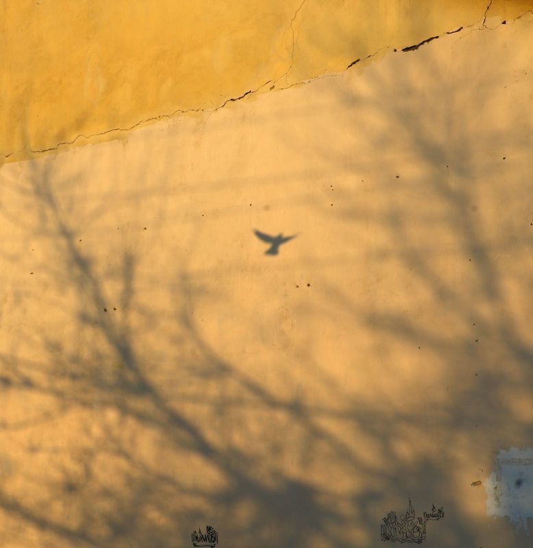 шаварёв, арт, История про птиц, небо и тени.photo preview