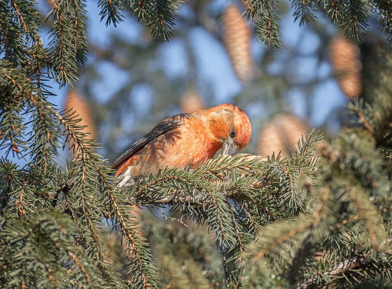 птица, клёст, самец, шишка,, клёстphoto preview