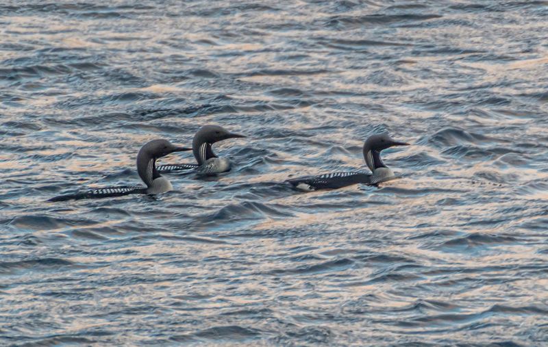 мурмаская область, териберка, птицы, чернозобая гагара Чернозобая гагараphoto preview
