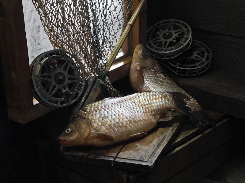 рыба, карась, карп, сазан, плотва, Караси-кабанчики.photo preview