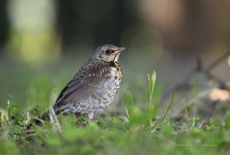 Важный птенчикphoto preview