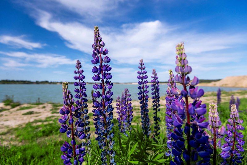 #люпины #карьер Люпины.photo preview