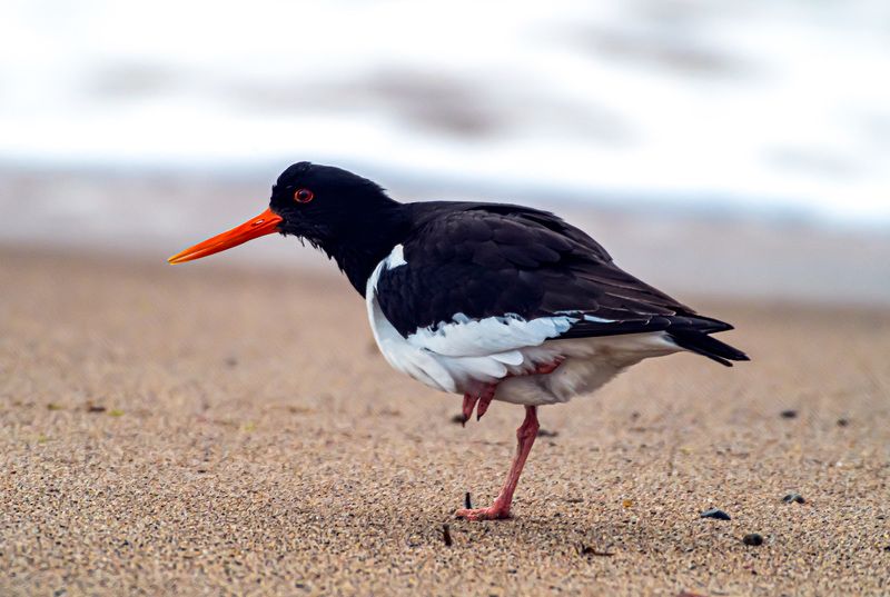 мурмаская область, териберка, птицы, кулик-сорока Кулик-сорокаphoto preview