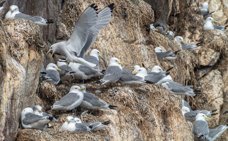 мурмаская область, териберка, птицы, чайки, птичий базар Чайкиphoto preview