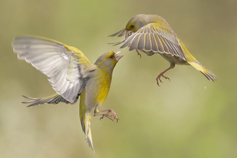 Обыкновенная зеленушка фото превью