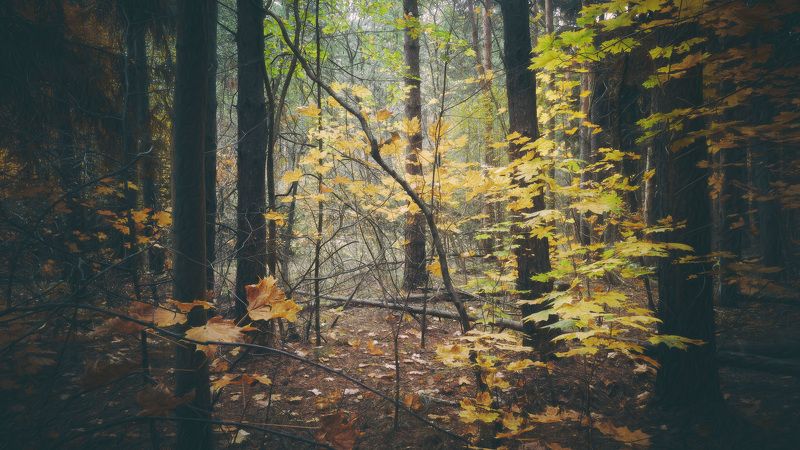 В осеннем лесуphoto preview