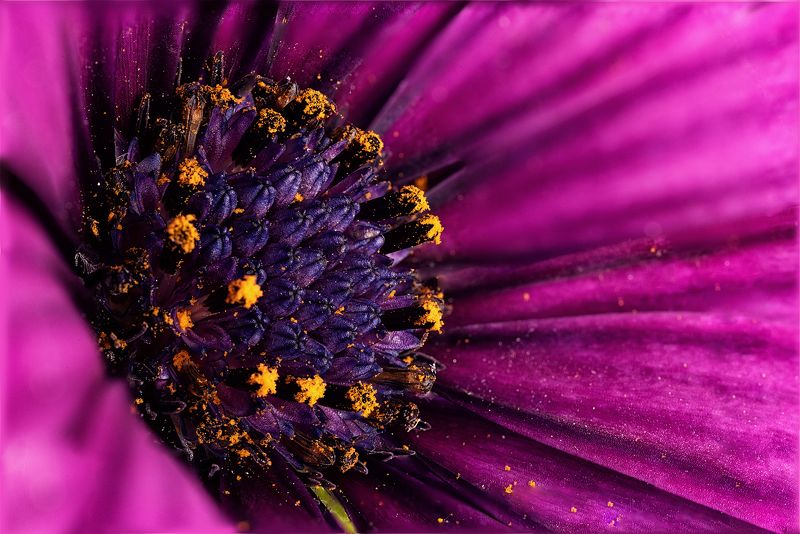 #nature #flora #flowers #plant #beautiful #природа #растения #цветы #макро Арктотисphoto preview