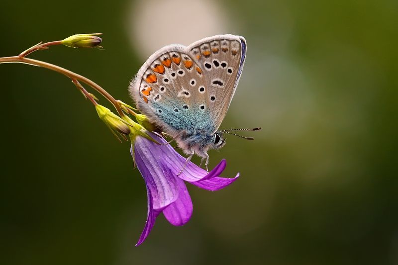 макро, бабочка, голубянка, насекомое, колокольчик, лето photo preview