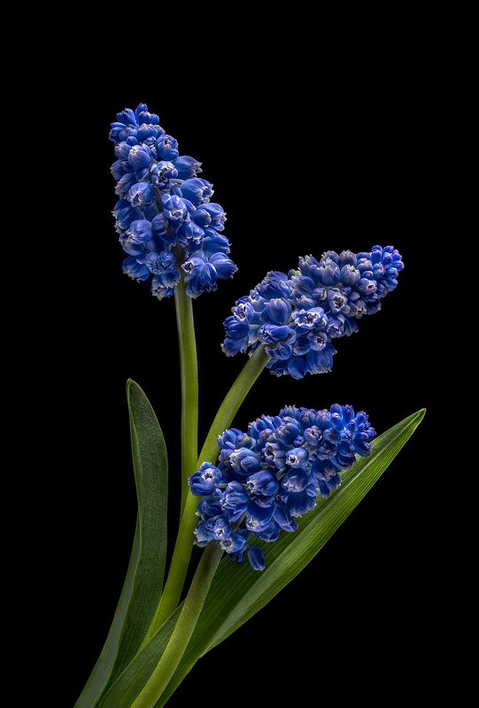 мускари, флора, цветы, цветение Мускариphoto preview