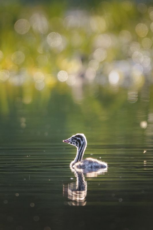 Полосатые малышиphoto preview