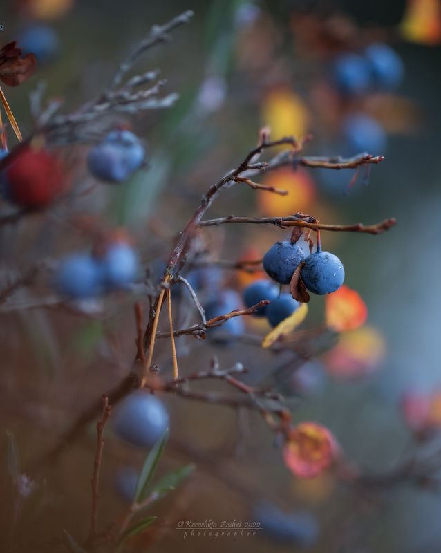 Голубика октября...photo preview