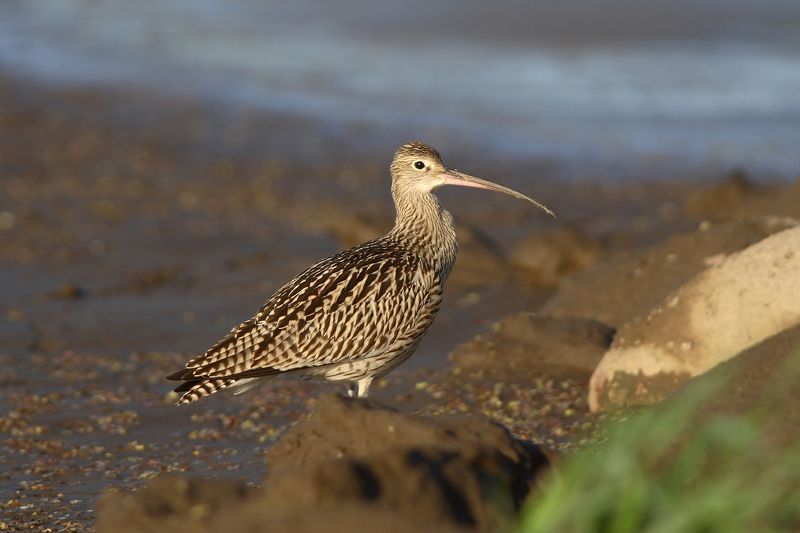 большой кроншнеп, кулик, numenius arquata, eurasian curlew, куршский залив Большой кроншнепphoto preview
