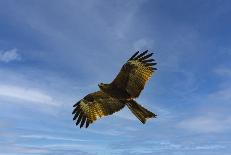 Коршун на охотеphoto preview