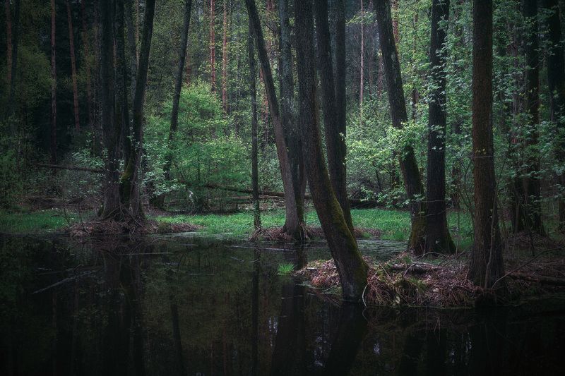 лес, весна, деревья, пейзаж, forest, woodland, trees, landscape, spring В весеннем лесуphoto preview