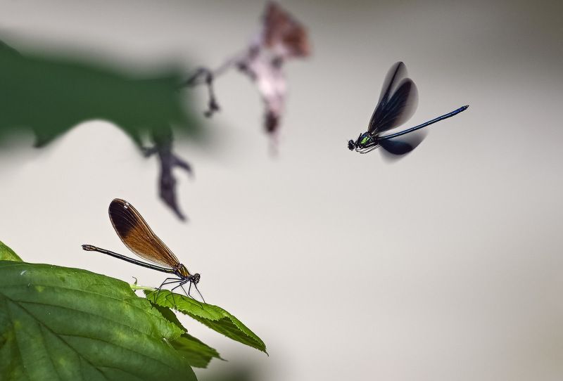 Лечу к тебе...photo preview