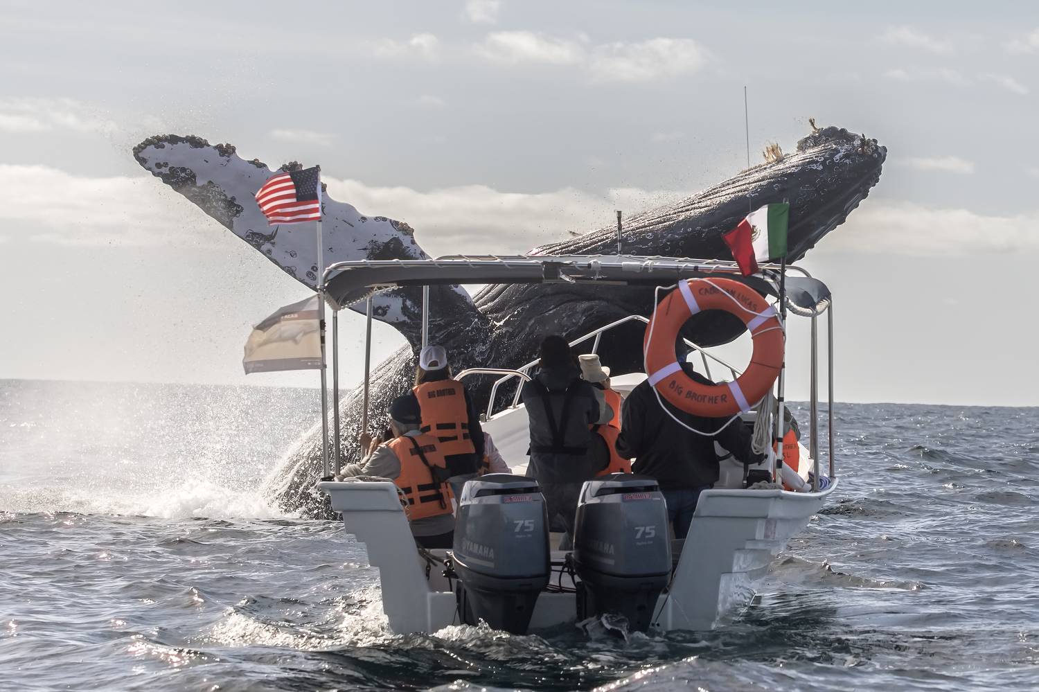 El Coloso de los Mares. Автор: Fernando Castillo Humpback Whale, Wild Life, Baja California Sur, Pacific Ocean, Ballena Jorobada, Oceano Pacifico , Fernando Castillo